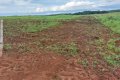 FAZENDA NO VALE DO ARAGUAIA-TO