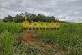 FAZENDA A VENDA NO TOCANTINS