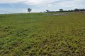 FAZENDA PARA ARRENDAMENTO DE PASTO PARA 2000 CABEÇAS POR 10 ANOS - INDISPONÍVEL