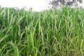 FAZENDA NO TOCANTINS