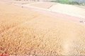1.400 HECTARES DE ÁREA DE PLANTIO COM EXTREMA QUALIDADE NO ESTADO DO PARÁ 