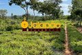 FAZENDA NO TOCANTINS