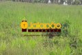 FAZENDA NO TOCANTINS