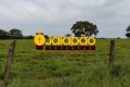 FAZENDA NO TOCANTINS