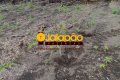 Fazenda no Tocantins 
