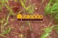 FAZENDA NO TOCANTINS