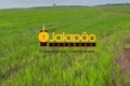 FAZENDA NO TOCANTINS