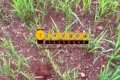 FAZENDA NO TOCANTINS
