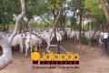 Fazenda no Tocantins