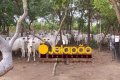 Fazenda no Tocantins