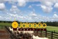 FAZENDA NO TOCANTINS 