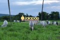 FAZENDA NO TOCANTINS 