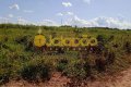 FAZENDA NO TOCANTINS