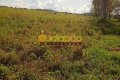 FAZENDA NO TOCANTINS