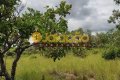 FAZENDA NO TOCANTINS