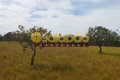 FAZENDA NO TOCANTINS