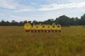 FAZENDA NO TOCANTINS