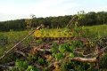 FAZENDA NO TOCANTINS