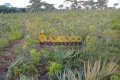 FAZENDA NO TOCANTINS
