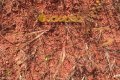 FAZENDA NO TOCANTINS