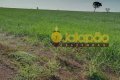 FAZENDA NO TOCANTINS
