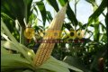 FAZENDA NO TOCANTINS
