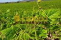 FAZENDA NO TOCANTINS