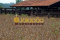 FAZENDA TOCANTINS