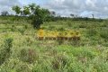 FAZENDA TOCANTINS