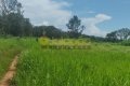 FAZENDA NO TOCANTINS 