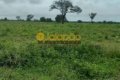 FAZENDA NO TOCANTINS
