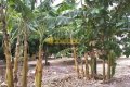 FAZENDA NO TOCANTINS