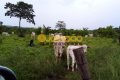 FAZENDA NO TOCANTINS