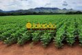FAZENDA NO TOCANTINS