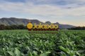 FAZENDA NO TOCANTINS