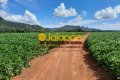 FAZENDA NO TOCANTINS