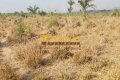 FAZENDA PARA PECUÁRIA NO TOCANTINS
