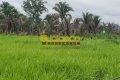 FAZENDA PARA PECUÁRIA NO TOCANTINS