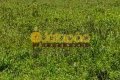FAZENDA PARA LAVOURA NO TOCANTINS