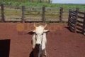 FAZENDA PARA ARRENDAMENTO NO TOCANTINS