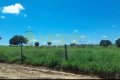 FAZENDA PARA ARRENDAMENTO NO TOCANTINS