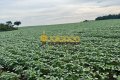 FAZENDA PARA LAVOURA NO TOCANTINS