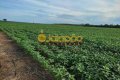 FAZENDA PARA LAVOURA NO TOCANTINS