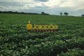 FAZENDA PARA LAVOURA NO TOCANTINS