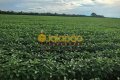 FAZENDA PARA LAVOURA NO TOCANTINS