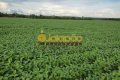 FAZENDA PARA LAVOURA NO TOCANTINS