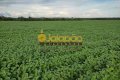 FAZENDA PARA LAVOURA NO TOCANTINS