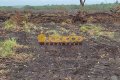 FAZENDA PARA LAVOURA NO TOCANTINS