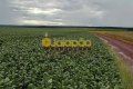 FAZENDA PARA LAVOURA NO TOCANTINS