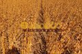 FAZENDA PARA LAVOURA NO TOCANTINS